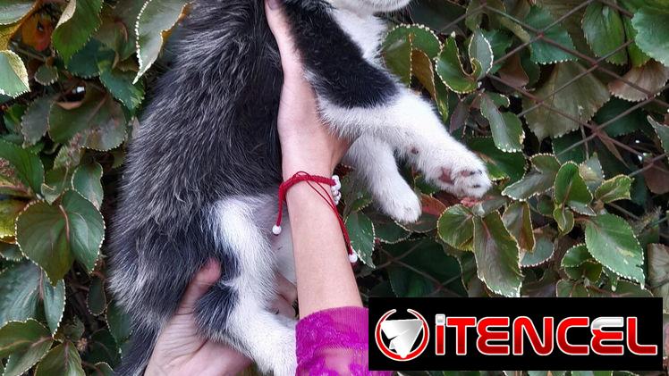 Cachorras Husky siberiano