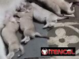Husky  en venta