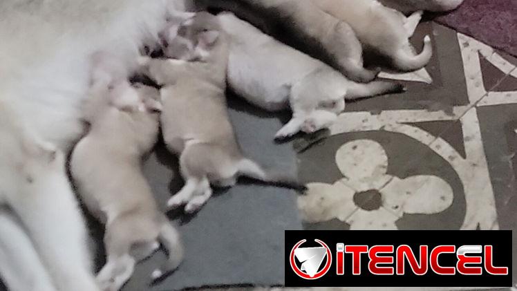 Husky  en venta