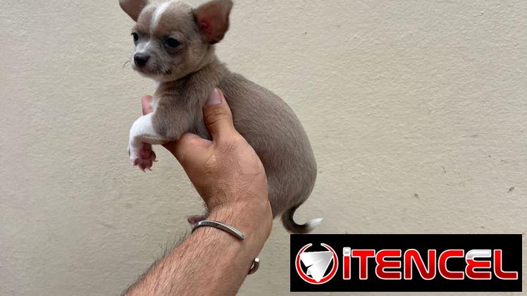 SHIHUAHUAS MINI,machos,en 150 USD o equivalente,TENGO MENSAJERÍA,tienen 65 días y están desparacitados.