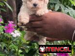 Venta de cachorros