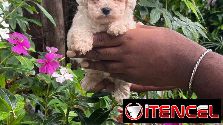 Venta de cachorros