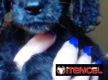 Cocker ambos sexos desparacitados