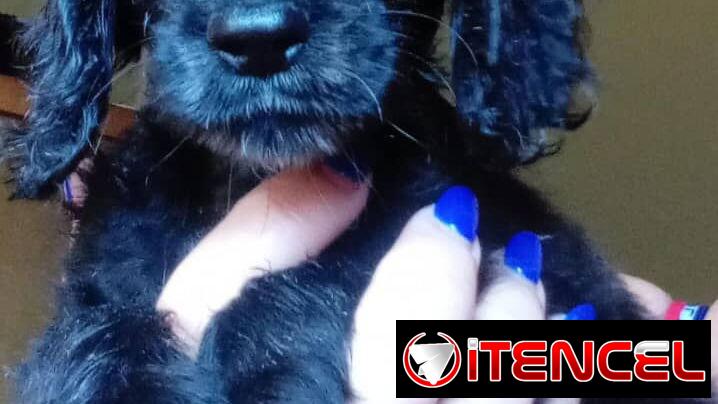 Cocker ambos sexos desparacitados