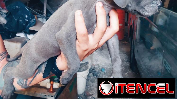Hermosos perros pitbull ambos sexos…