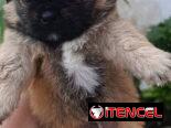 Bellezas de spaniel tibetano hembras y machos