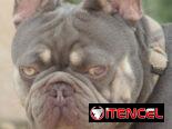 Disponible para monta, bulldog francés.