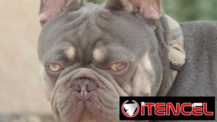 Disponible para monta, bulldog francés.