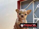 SHIHUAHUA MINI,hembra,en 300 USD o equivalente(ACEPTO TRANSFERENCIA)TENGO MENSAJERÍA,tiene 55 días y está desparacitada