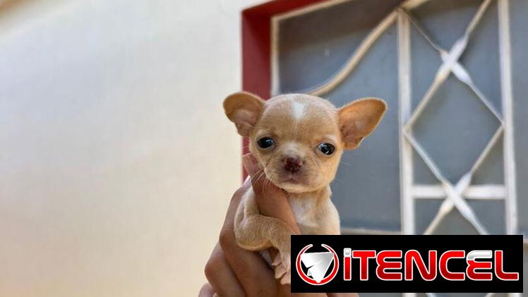 SHIHUAHUA MINI,hembra,en 300 USD o equivalente(ACEPTO TRANSFERENCIA)TENGO MENSAJERÍA,tiene 55 días y está desparacitada