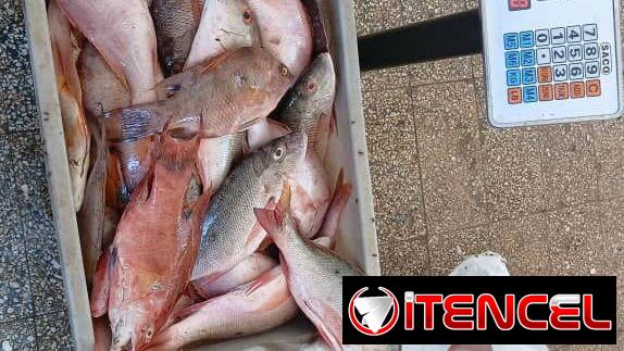 Pargo