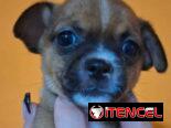 CHIHUAHUA,hembra,en 150 USD o equivalente(ACEPTO TRANSFERENCIA)TENGO MENSAJERÍA,tiene 50 días y está desparacitada.