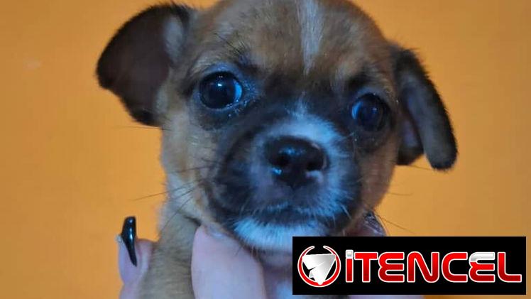 CHIHUAHUA,hembra,en 150 USD o equivalente(ACEPTO TRANSFERENCIA)TENGO MENSAJERÍA,tiene 50 días y está desparacitada.