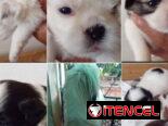 SHIH TZU,ambos sexos,en 250 USD o equivalente(ACEPTO TRANSFERENCIA)TENGO MENSAJERÍA,tienen 45 días y están desparacitado