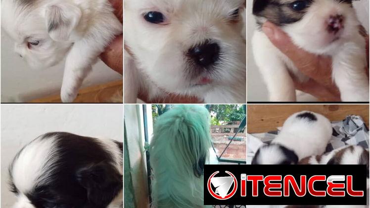 SHIH TZU,ambos sexos,en 250 USD o equivalente(ACEPTO TRANSFERENCIA)TENGO MENSAJERÍA,tienen 45 días y están desparacitado