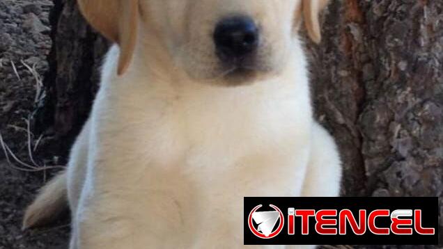 Labradores