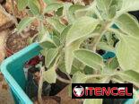 Plantas ornamentales, frutales y medicinales
