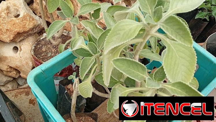 Plantas ornamentales, frutales y medicinales