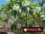 ALQUILO APARTAMENTO EN MARIANAO