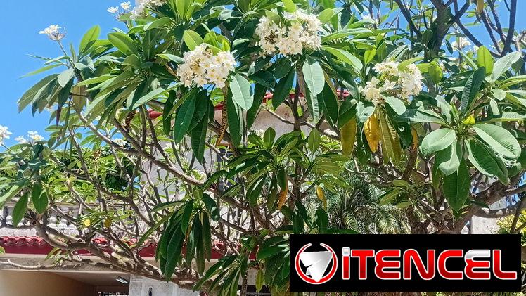 ALQUILO APARTAMENTO EN MARIANAO