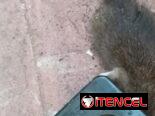 Ratoneras