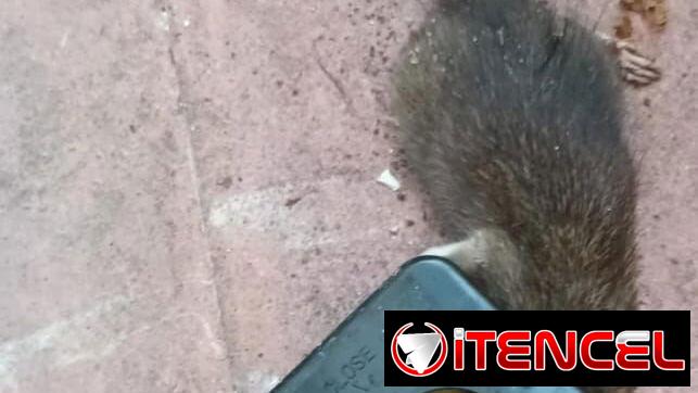Ratoneras