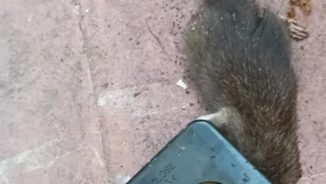 Trampa para ratas. Ratoneras. Reutilizables.