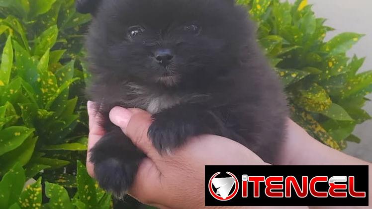 POMERANIA,macho,en 800 USD o equivalente(ACEPTO TRANSFERENCIA)TENGO MENSAJERÍA,tiene 70 días y está desparacitado.