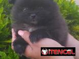 POMERANIAS,ambos sexos,en negro en 800 y los blancos en 1000 USD o equivalente,TENGO MENSAJERÍA,de 50 días,desparacitado