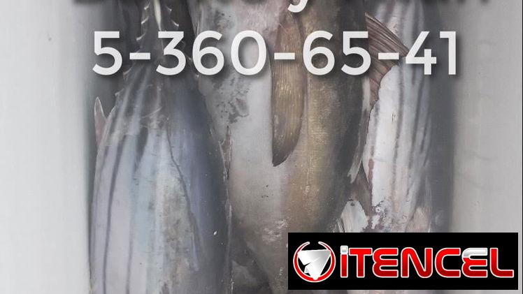 Pescado Atun de Aleta Negra