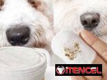 Cepillos de dientes para perros