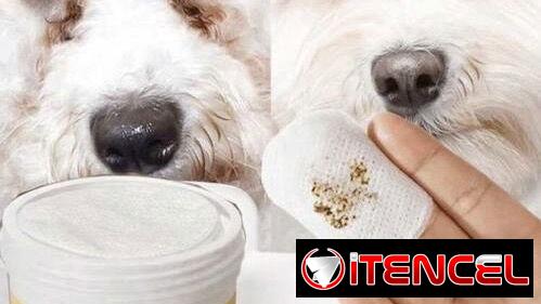 Artículos para perros
