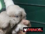 Pekines ambos sexos albinos