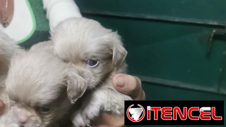 Pekines ambos sexos albinos