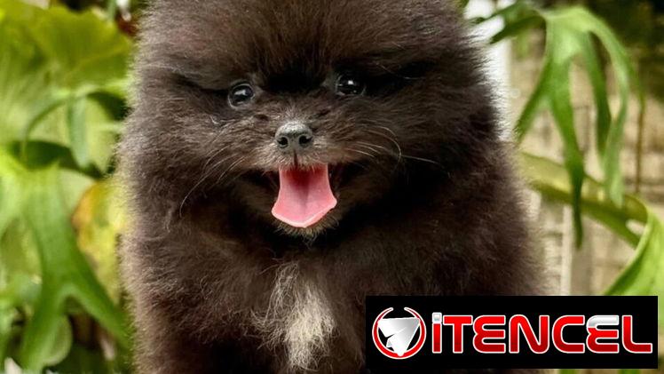 CACHORRO DE RAZA POMERANIA 🐻 🐻 🐻