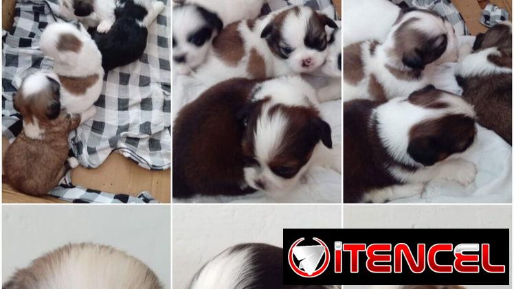 ((( SHIH TZU CAMADA PRÓXIMAMENTE EN VENTA  WHAT’SAPP 52506841 )))