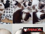 (((  SHIH TZU AMBOS SEXOS PRÓXIMA VENTA EN VENTA BETTY MASCOTAS WHATSAPP 52506841 ))))