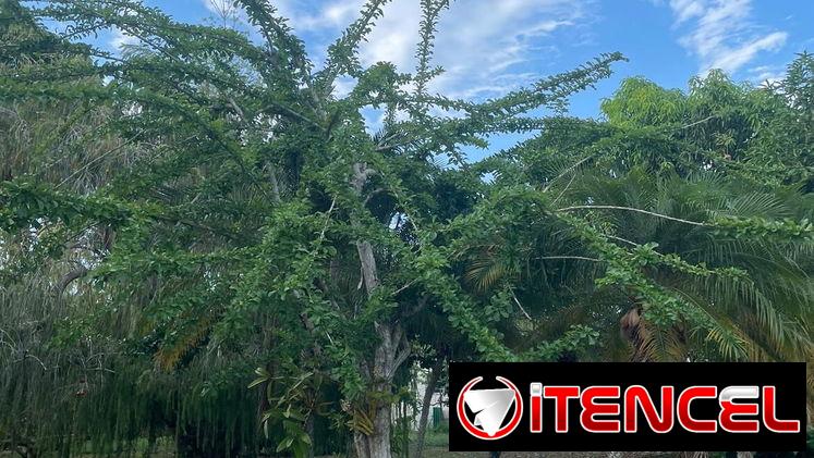 🛌✈️ Casa Independiente de 5 Cuartos con Jardín Cerca del Aeropuerto José Martí REF 1258