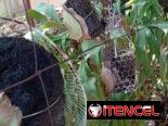 Platycerium y variadas plantas ornamentales