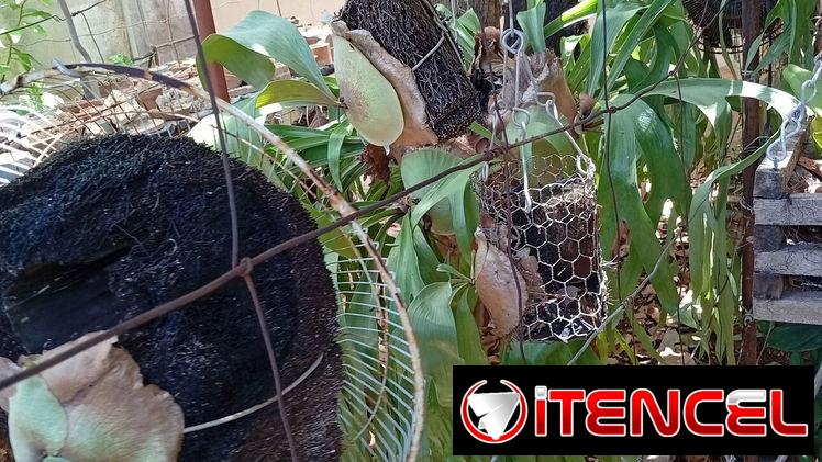 Platycerium y variadas plantas ornamentales