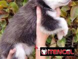HUSKI SIBERIANOS