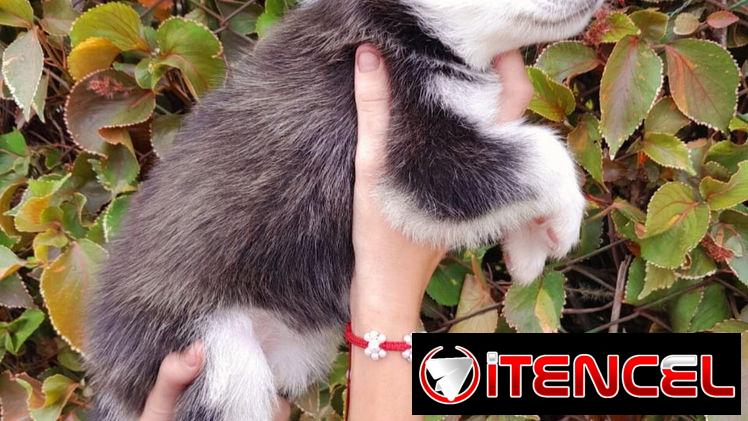 HUSKI SIBERIANOS