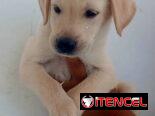 Venta de amor de 4 patas