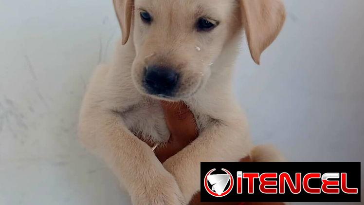 Venta de amor de 4 patas