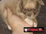 CHIHUAHUA PELO LARGO,hembra,en 300 USD o equivalente,TENGO MENSAJERÍA,tiene 50 días y está desparacitada.