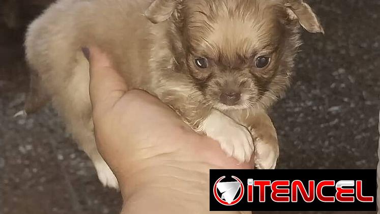 CHIHUAHUA PELO LARGO,hembra,en 300 USD o equivalente,TENGO MENSAJERÍA,tiene 50 días y está desparacitada.