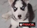 HUSKY SIBERIANO,hembra,en 200 USD o equivalente,TENGO MENSAJERÍA,de 65 días y desparacitada,entrega con historia clínica