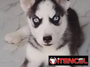 4bd0011de93c2aa1656c5db1ac019f5c76f05b1c13bbfafaea3f515578e8c129
