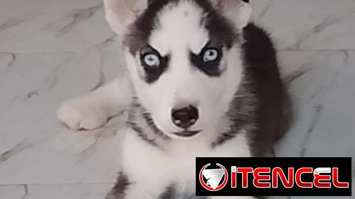 HUSKY SIBERIANO,hembra,en 200 USD o equivalente,TENGO MENSAJERÍA,de 65 días y desparacitada,entrega con historia clínica
