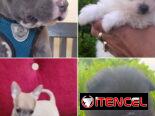 •• RAZAS DE PERROS  TALLA PEQUEÑA, MEDIANA Y GRANDE  BETTY MASCOTAS WHATSAPP 52506841 •••